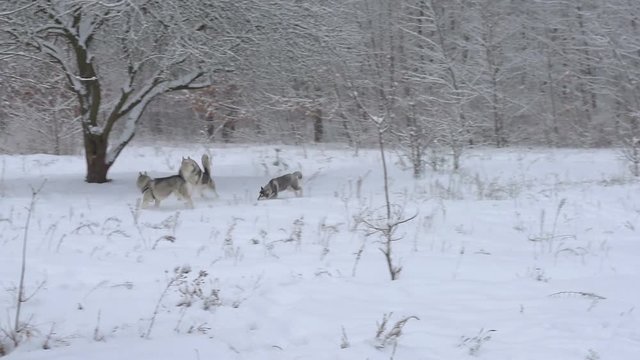 three Husky dogs run and play in a beautiful snowy forest