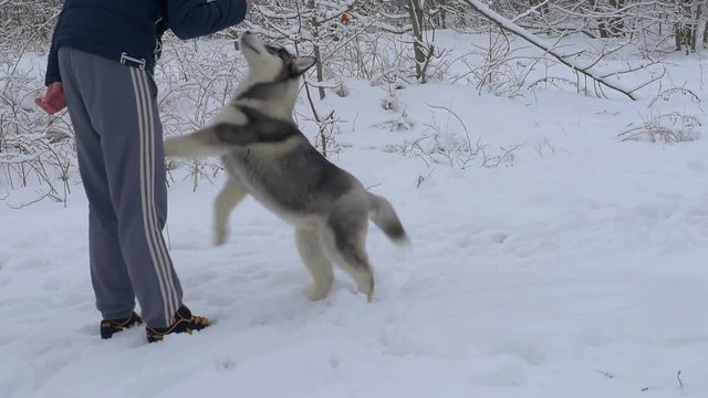 man teaches teams of a young puppy Husky, in a beautiful snow park