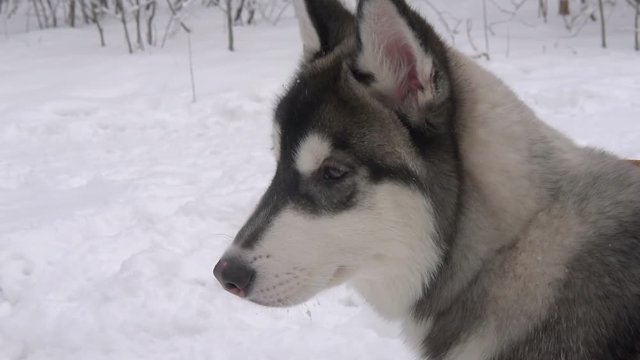 portrait of a young husky puppy in a winter forest