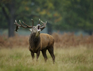 Naklejka na ściany i meble Close up of red deer stag bellowing in the rain