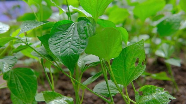 wildbetal leafbush growing on ground in garden. Piper sarmentosum Roxb. plant for herb, food and medicine