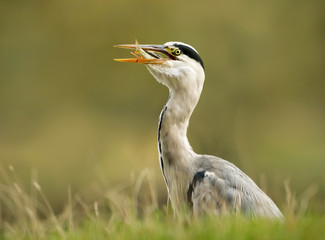 Close up of a Grey heron with a catch