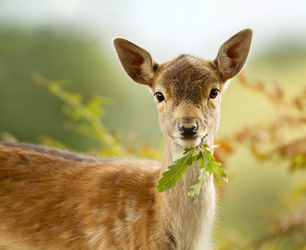 Fototapeta Fallow deer fawn eating a leaf