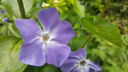 Lovely violet English wildflower