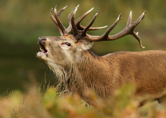 Close up of red deer stag bellowing during the rut