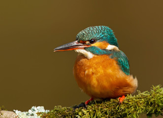 Close up of a Female Common kingfisher
