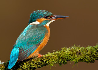 Close up of a Female Common kingfisher