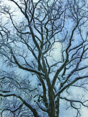 Winter park tree. Canvas
