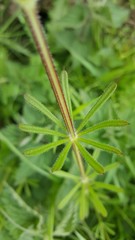 Sticky weed macro taken in English hedgerow