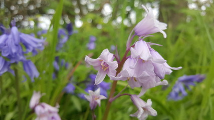 Amid of English and Spanish bluebells in pink and violet varieties