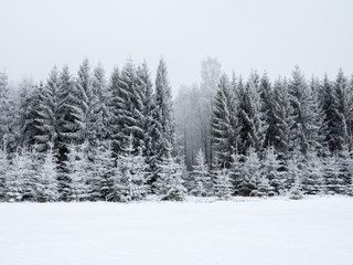 Spruce tree forest covered by fresh snow during winter Christmas time