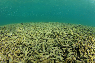 Fototapeta na wymiar Dead reef due to coral bleaching, global warming, climate change