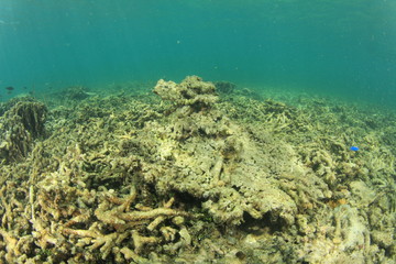 Dead reef due to coral bleaching, global warming, climate change
