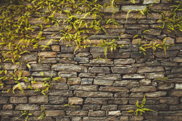 Dark old brown stone wall consisting of massive bricks and braided with climbing plants. Geometric rectangular pattern. Ideal background for collages and illustrations. Artistic retouching.