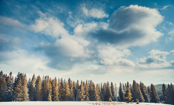 Fototapeta The bright white clouds in the endless blue sky above the rows of pine trees. The dense coniferous woods in Bukovel, the heart of the Carpathians Mountains in Ukraine.