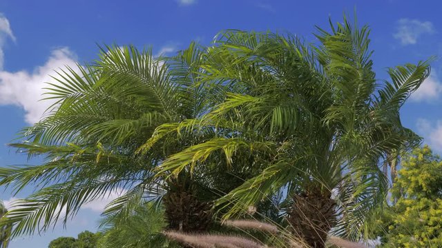 The wind blows on a palm tree against a background of clouds