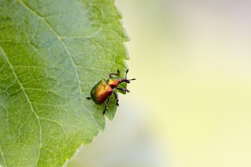 Weevil on apple tree leaf