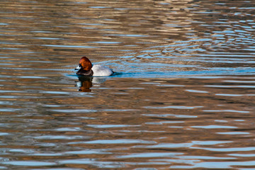 Common Pochard