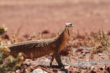 wild goanna on a sandy road in outback Australia