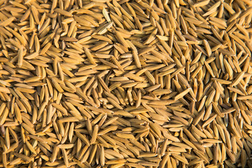 Paddy jasmine rice texture background, Food background