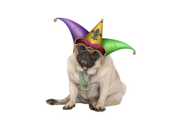 cute grumpy Mardi gras carnival  pug puppy dog sitting down with harlequin jester hat, isolated on white background