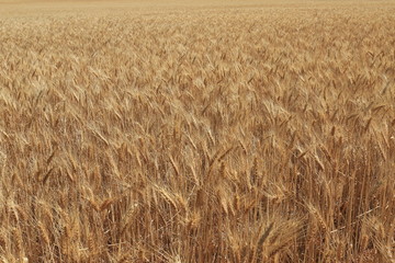 Impressive wheat field
