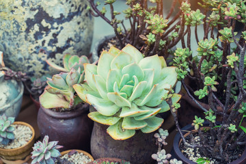  Miniature succulent plants in garden