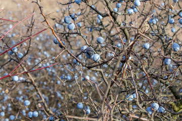 wild berries
