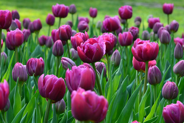 Purple tulips
