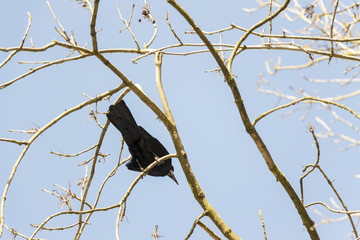 bird on a tree