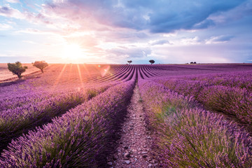 Naklejka na ściany i meble Valensole Plateau, Provence, Southern France. Lavender field at sunset