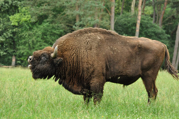 Bison d'Europe