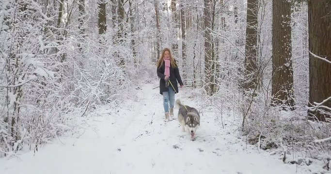 Happy young woman training her cute Siberian husky dog and walk front to the camera in a winter forest with fresh white snow. Christmas and New Year fun active outdoor time away big city life.