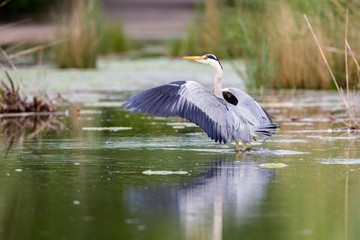 Ein Graureiher (Ardea cinerea) landet mit ausgebreiteten Flügeln in einem Teich in Frankfurt, Deutschland, Europa.