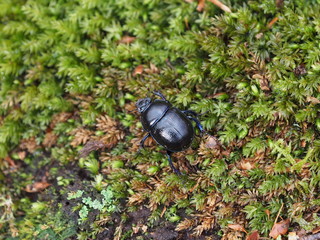 Mistk&auml;fer auf Moos