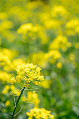 Obraz premium 菜の花畑