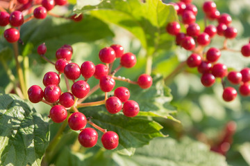 juicy bright red berries of a viburnum