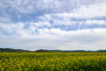 Champ de colza en fleurs en été, ciel bleu avec des nuages.