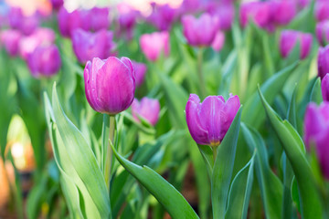 Obraz premium Flower tulips background. bokeh nature