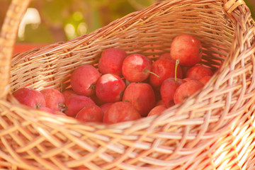 Red apples lay in a wicker basket. The sun shines on the crops.