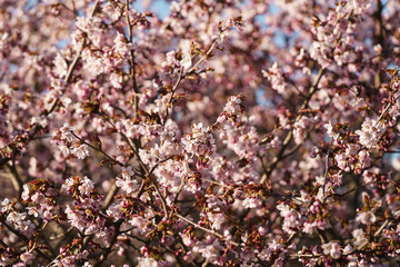 Sakura cherry tree blossom in spring morning