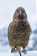 Kestrel Bird 3