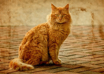 retro card with a picture of a red cat