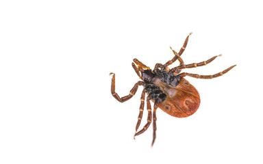 Tick from the bottom on a white background. Ixodes ricinus. Close-up of dangerous parasite lying on its back. Carrier of infections as encephalitis and Lyme disease.