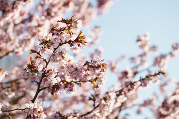 Tender sakura cherry tree blossom in spring morning