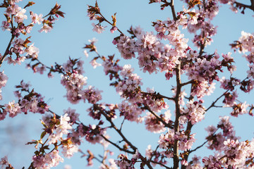 Tender sakura cherry tree blossom in spring morning