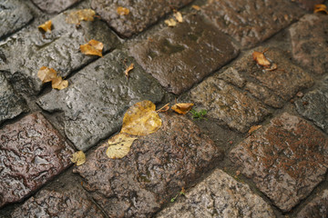 wet old pavement with autumn leaves