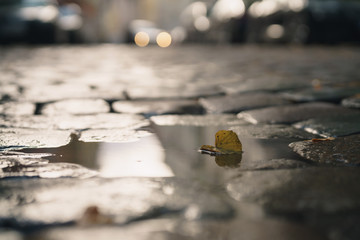 wet old pavement with puddle and autumn leaves