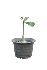 Fototapeta premium Small Adenium tree in the pot on white background.