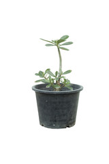 Small Adenium tree in the pot on white background.